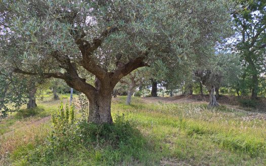 RIF: 783 ANTICO CASALE DI CAMPAGNA