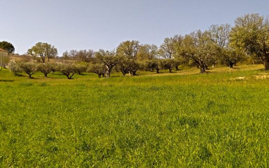RIF: 732 ARIA DI CAMPAGNA