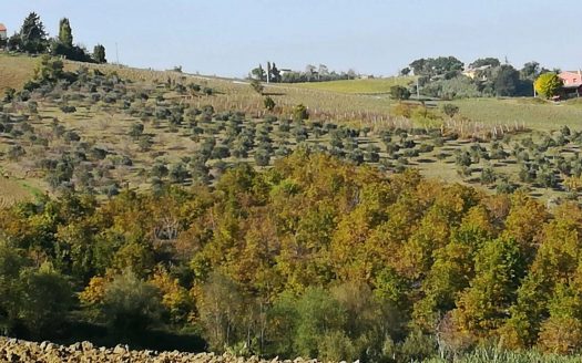 RIF: 194 CAMPAGNA CHE PASSIONE…