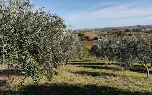 RIF: 194 CAMPAGNA CHE PASSIONE…
