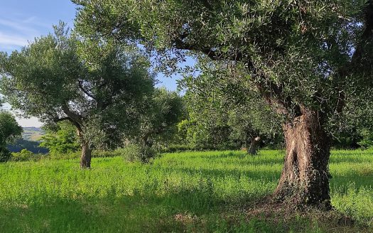 RIF. 830 TERRENO AGRICOLO IN POSIZIONE DOMINANTE
