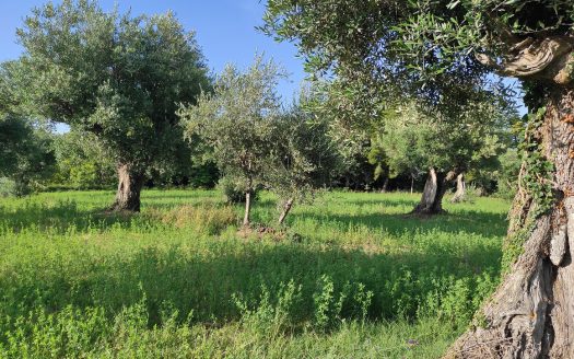 RIF. 830 TERRENO AGRICOLO IN POSIZIONE DOMINANTE