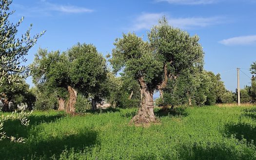 RIF. 830 TERRENO AGRICOLO IN POSIZIONE DOMINANTE