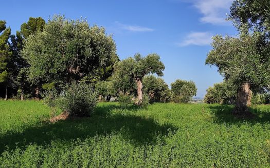 RIF. 830 TERRENO AGRICOLO IN POSIZIONE DOMINANTE