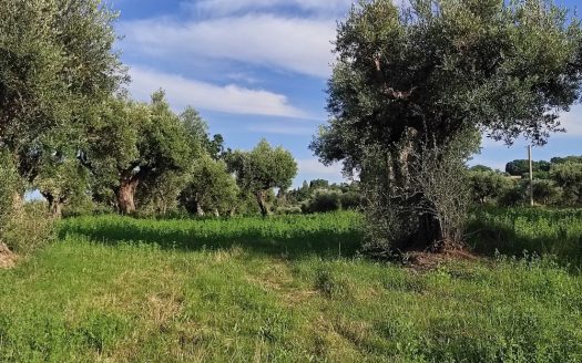 RIF. 830 TERRENO AGRICOLO IN POSIZIONE DOMINANTE