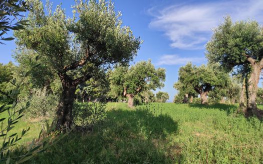 RIF. 830 TERRENO AGRICOLO IN POSIZIONE DOMINANTE