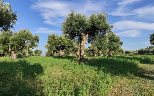 RIF. 830 TERRENO AGRICOLO IN POSIZIONE DOMINANTE