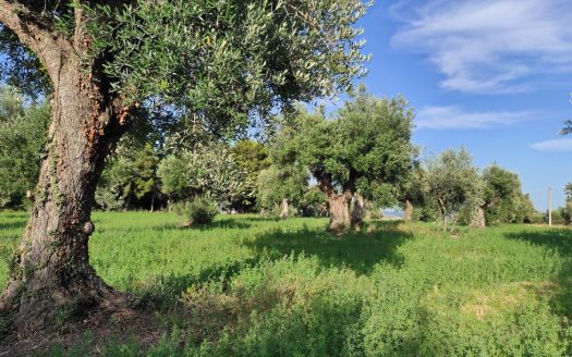 RIF. 830 TERRENO AGRICOLO IN POSIZIONE DOMINANTE