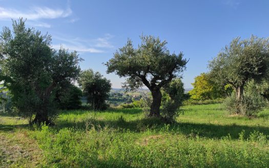 RIF. 830 TERRENO AGRICOLO IN POSIZIONE DOMINANTE