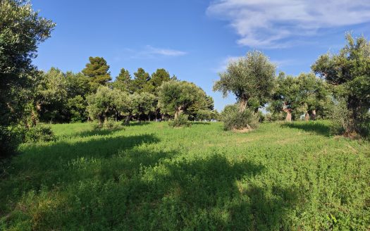 RIF. 830 TERRENO AGRICOLO IN POSIZIONE DOMINANTE
