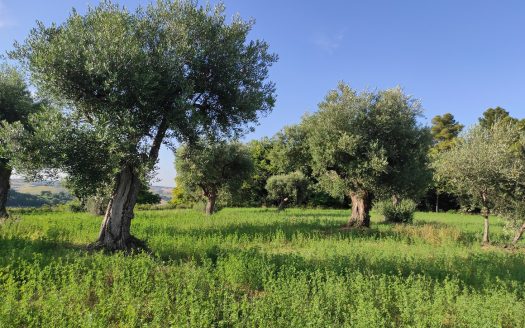 RIF. 830 TERRENO AGRICOLO IN POSIZIONE DOMINANTE