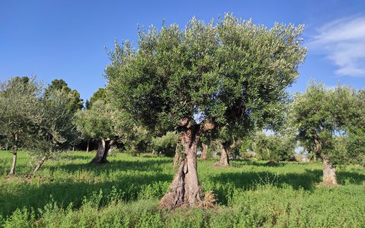 RIF. 830 TERRENO AGRICOLO IN POSIZIONE DOMINANTE