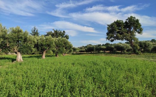 RIF. 830 TERRENO AGRICOLO IN POSIZIONE DOMINANTE