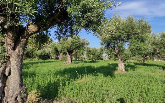 RIF. 830 TERRENO AGRICOLO IN POSIZIONE DOMINANTE