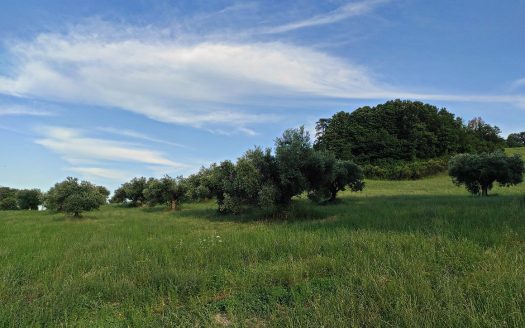 RIF. 830 TERRENO AGRICOLO IN POSIZIONE DOMINANTE