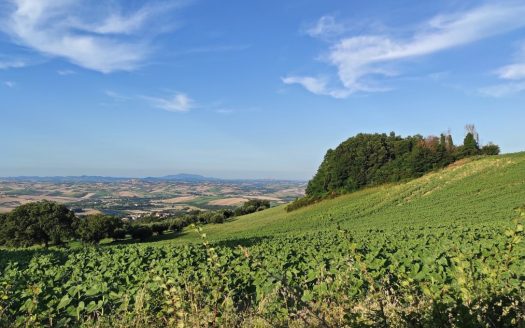 RIF. 830 TERRENO AGRICOLO IN POSIZIONE DOMINANTE