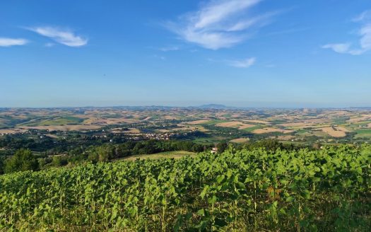 RIF. 830 TERRENO AGRICOLO IN POSIZIONE DOMINANTE