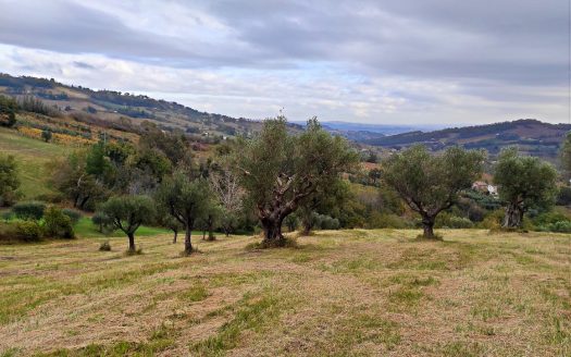 RIF. 848 CUPRAMONTANA – CASALE DI CAMPAGNA –