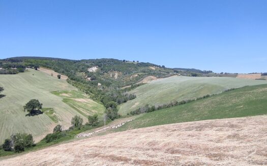 RIF. 892 OTTIMO TERRENO AGRICOLO