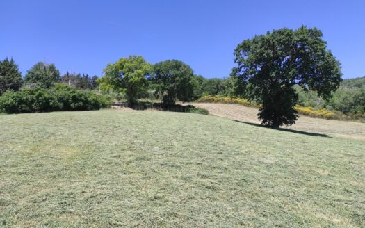 RIF. 892 OTTIMO TERRENO AGRICOLO