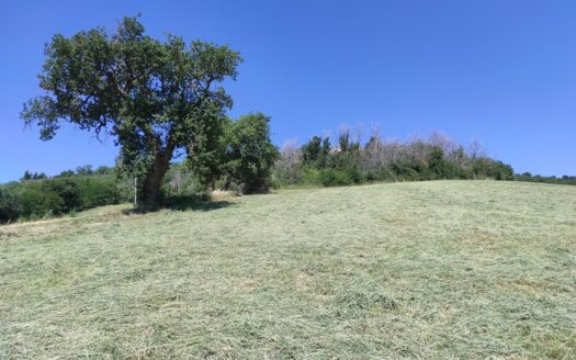 RIF. 892 OTTIMO TERRENO AGRICOLO