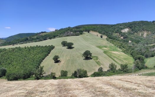 RIF. 892 OTTIMO TERRENO AGRICOLO