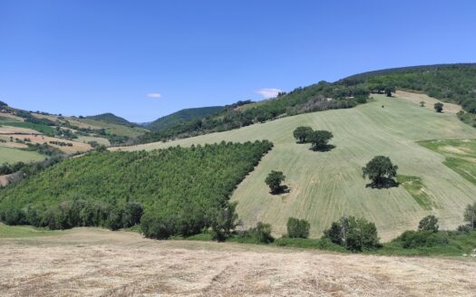 RIF. 892 OTTIMO TERRENO AGRICOLO