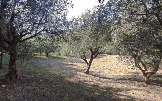 RIF. 901 CUPRAMONTANA CASALE CON TERRENO