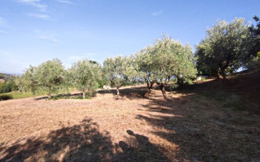 RIF. 901 CUPRAMONTANA CASALE CON TERRENO