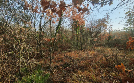 RIF. 971 Cingoli, San Giuseppe: il terreno ideale per la tua Villa con Parco!